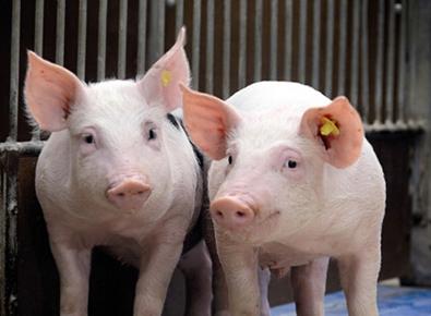 �������չ���